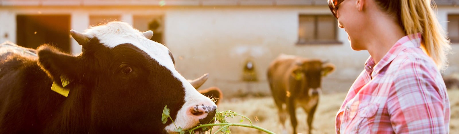 7 Vezér Történelmi Kalandpark és Garabonciás Farm